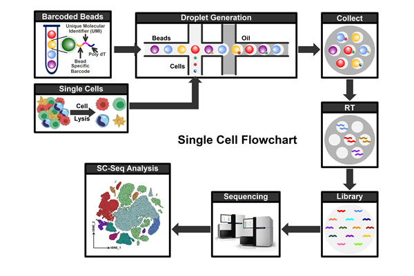 单细胞测序结合药敏测试平台